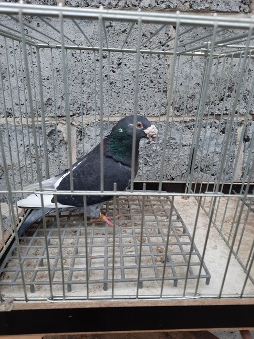 Gołębie pocztowe staropolskie para + gratis