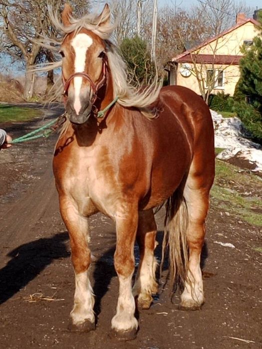 Sprzedam klacz źrebna + ogierek