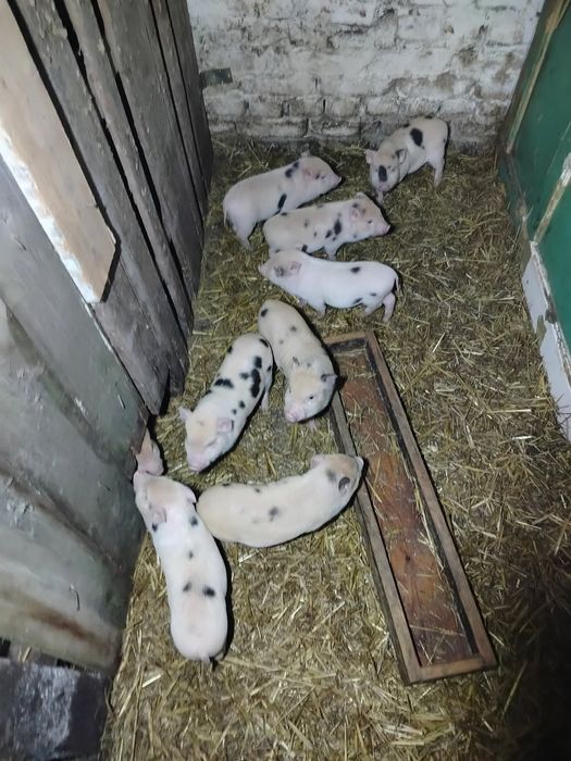 Sprzedam świnki wietnamskie