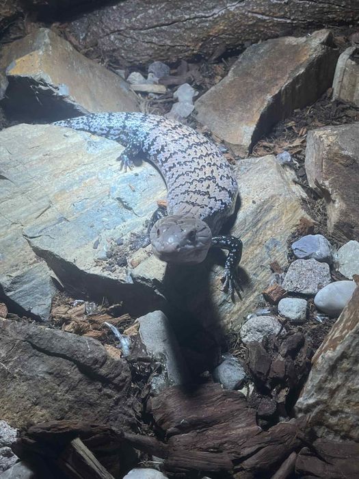Scynk Olbrzymi (Tilikwa scynkowa)
