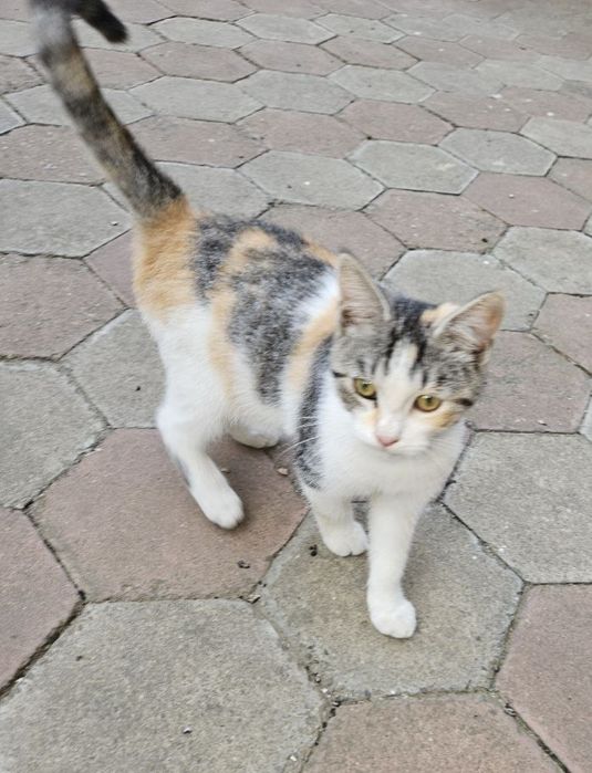 Отдам даром в добрые руки трехцветную кошечку