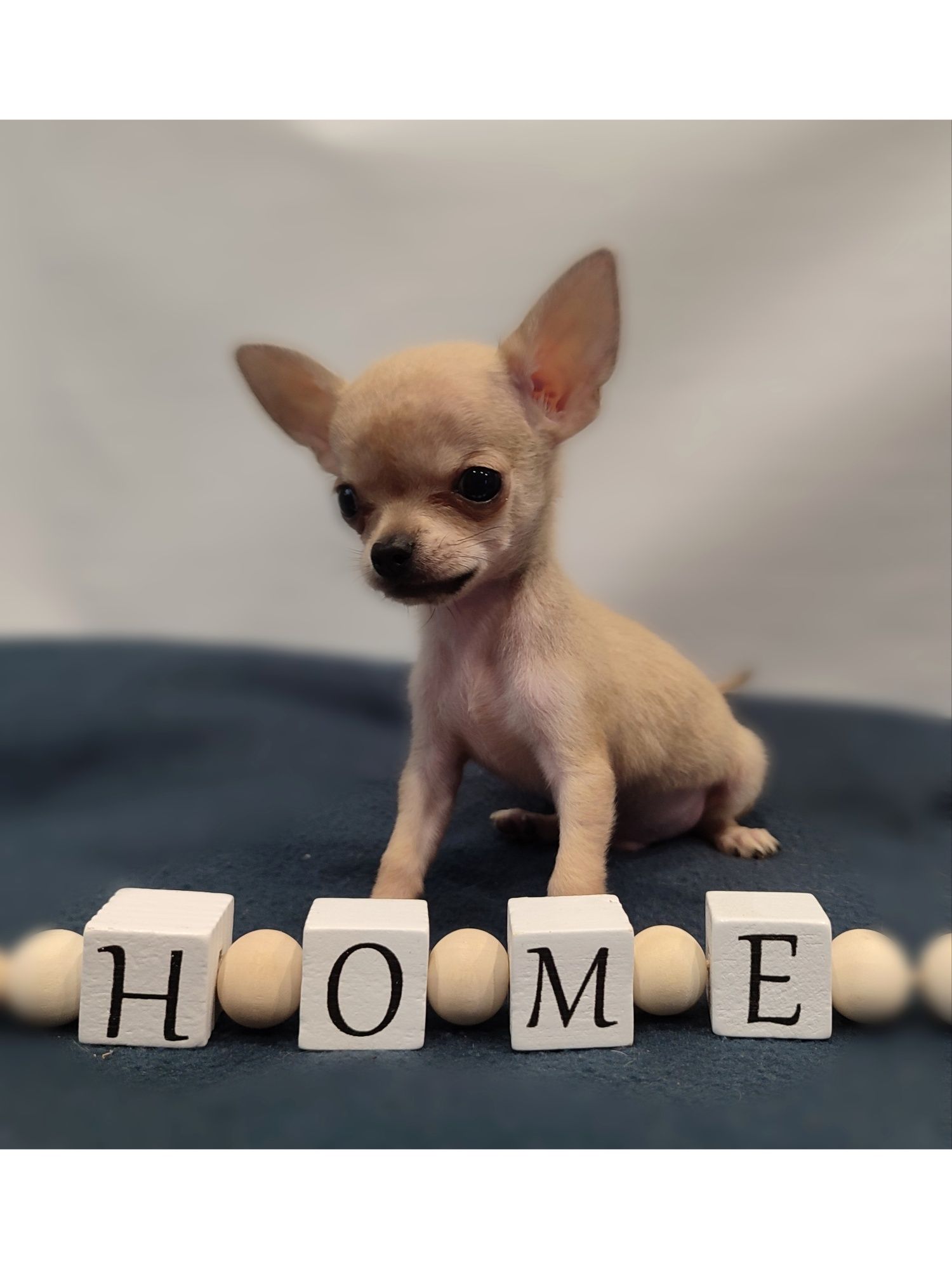 Chihuahua xs 450g piesek gotowy do odbioru