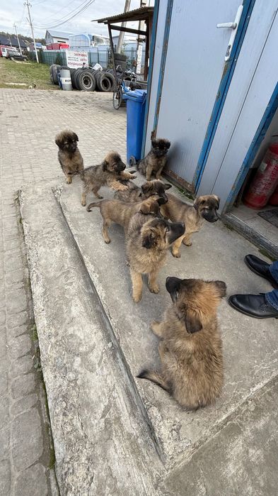 Собака, цуценята