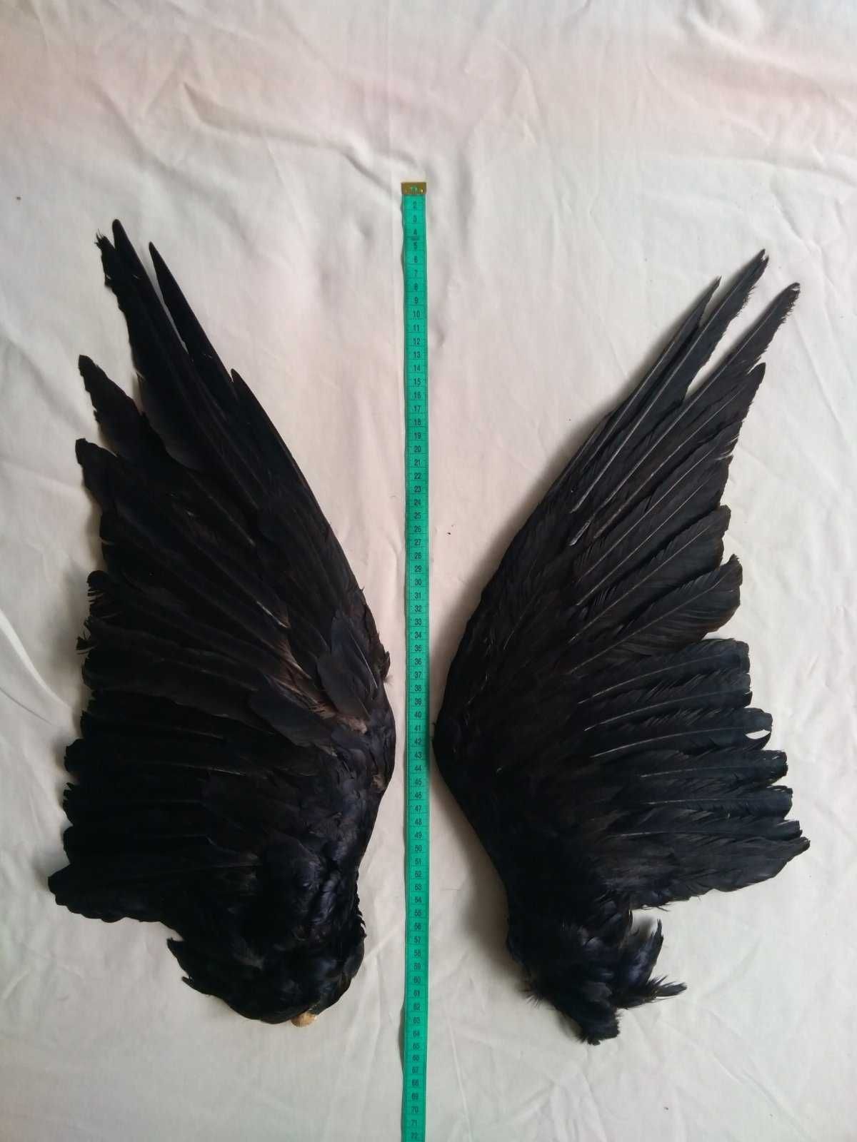 Череп птицы крук (ворон обычный) Перья крылья хвост кости лапки скелет