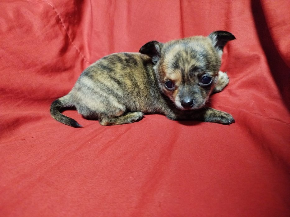 Chihuahua de pelo curto