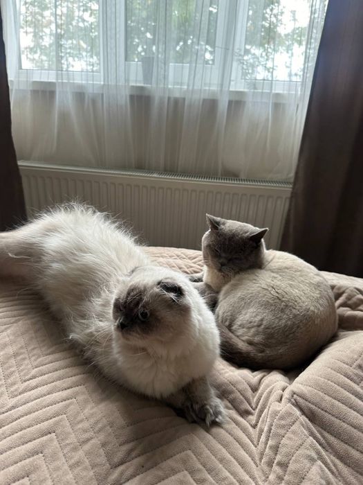 Кошенята прямовухі, висловухі шотландці, блю поінт, голубі очі