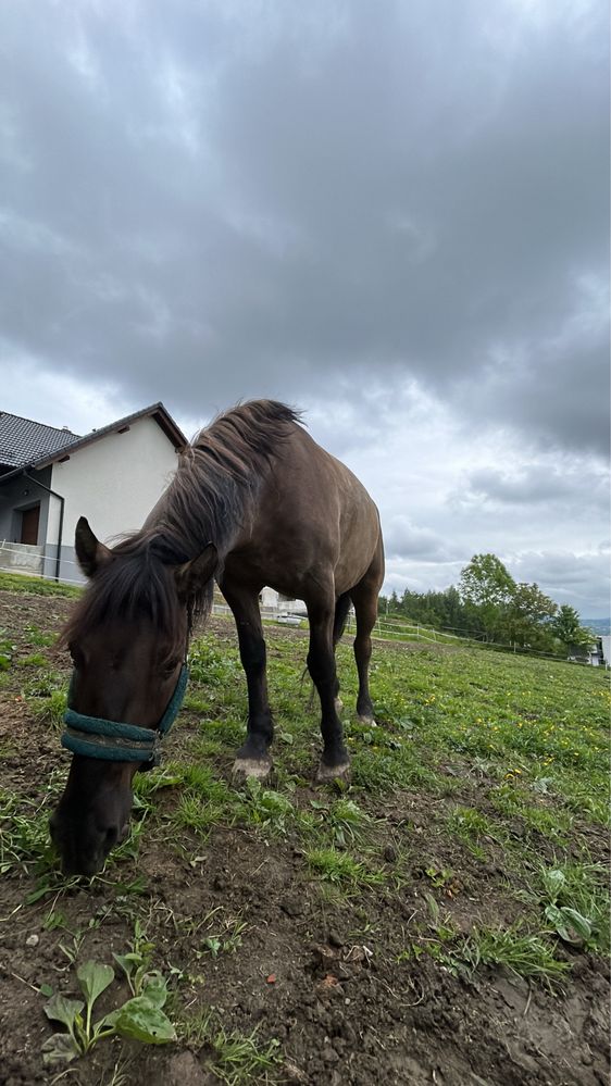 Sprzedam 7letniego wałacha