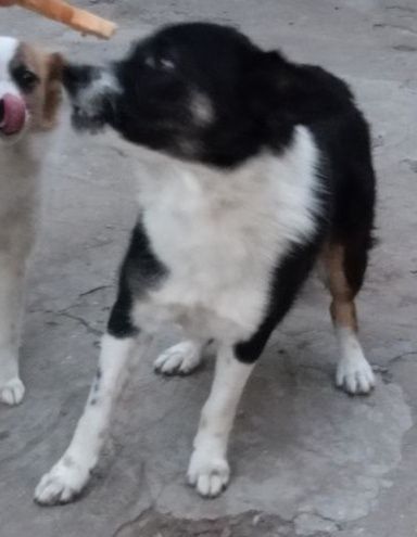 Пропала маленькая собака