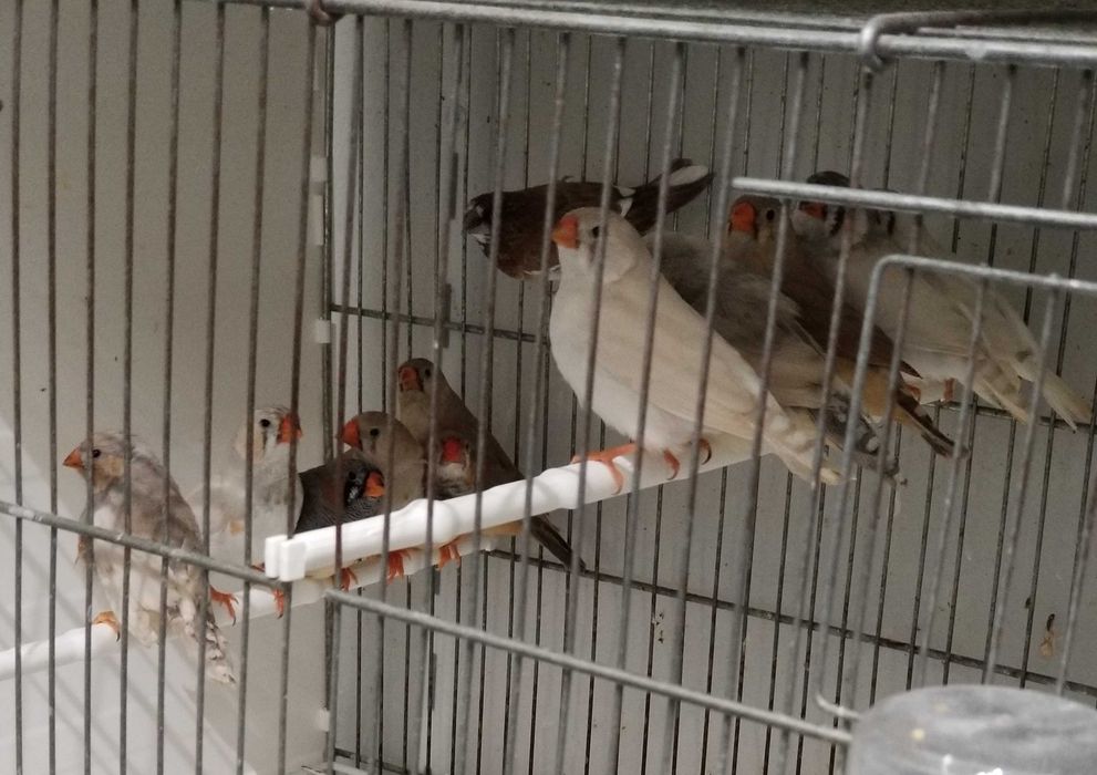 Passarinhos Mandarins Gigantes e exóticos