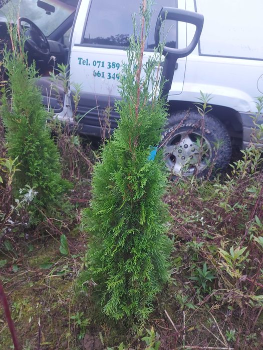 Tuja Szmaragd 120cm NA ŻYWOPŁOT WOŁÓW - różne wymiary