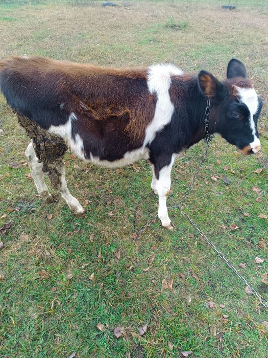 Продам теличку на держання