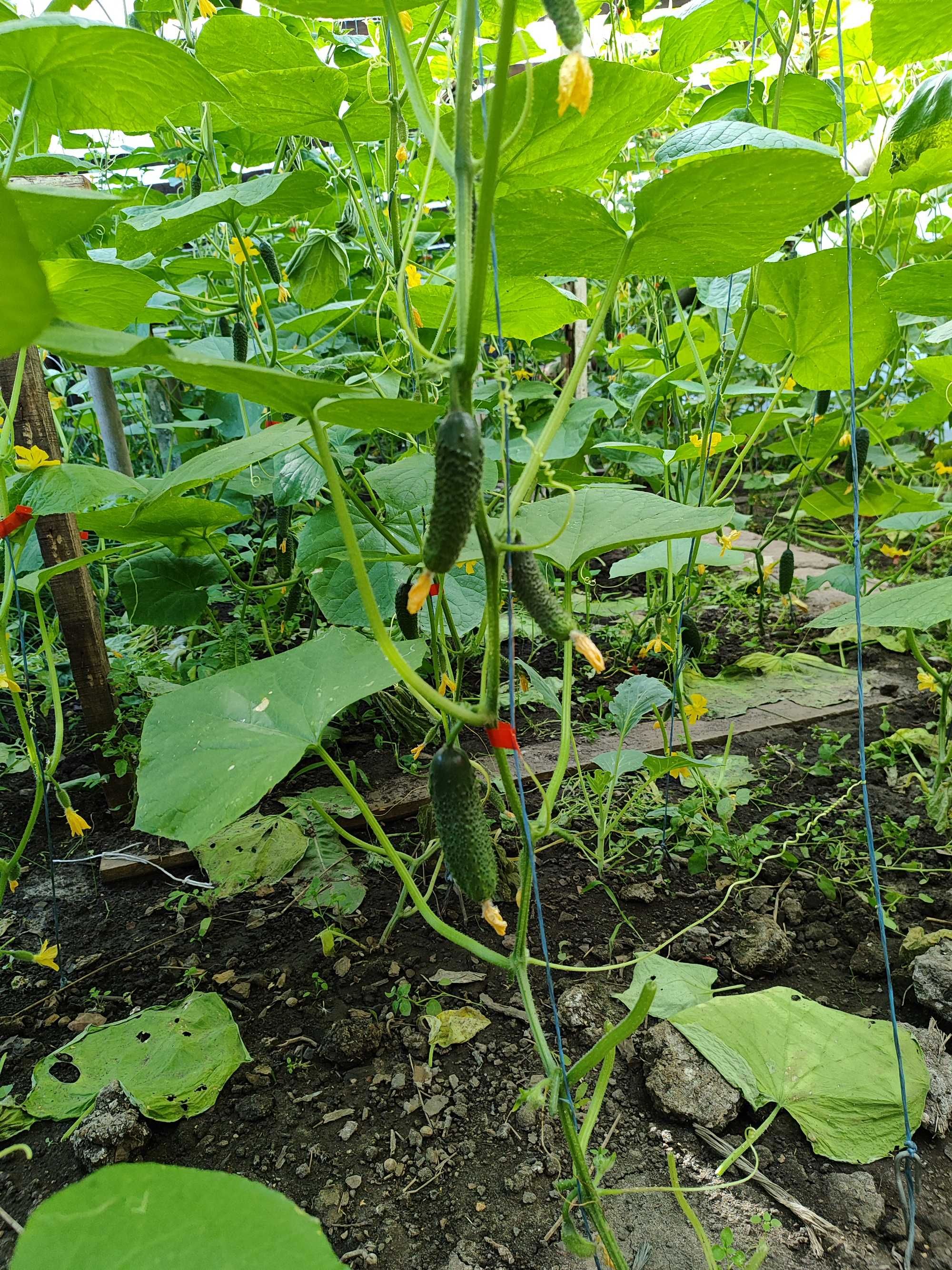 Продам огірки домашні