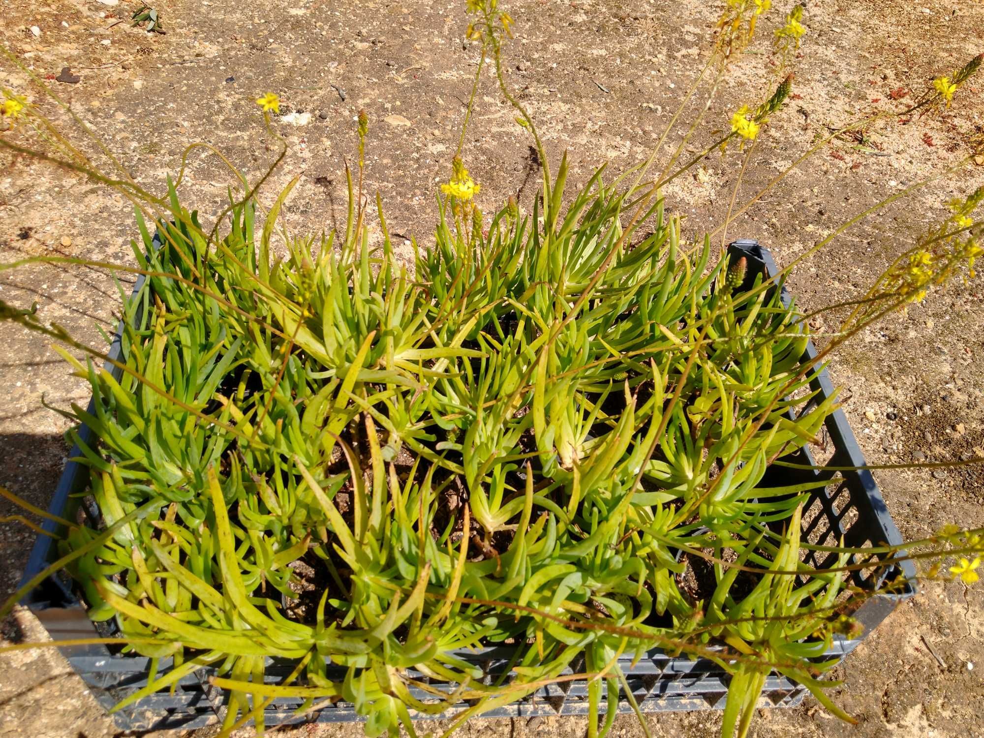 Plantas Bulbine frutescens