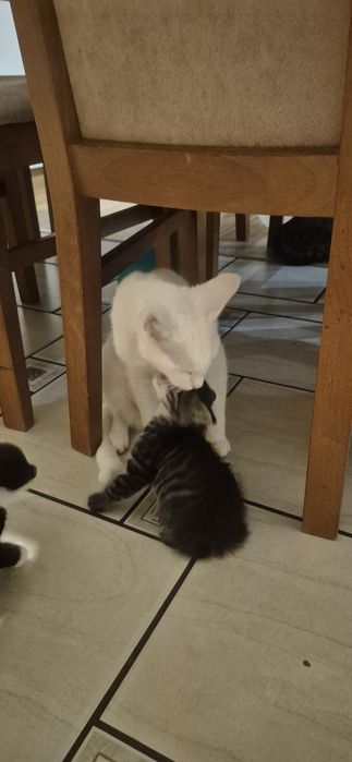 Mam do oddania małego kotka szary kotek