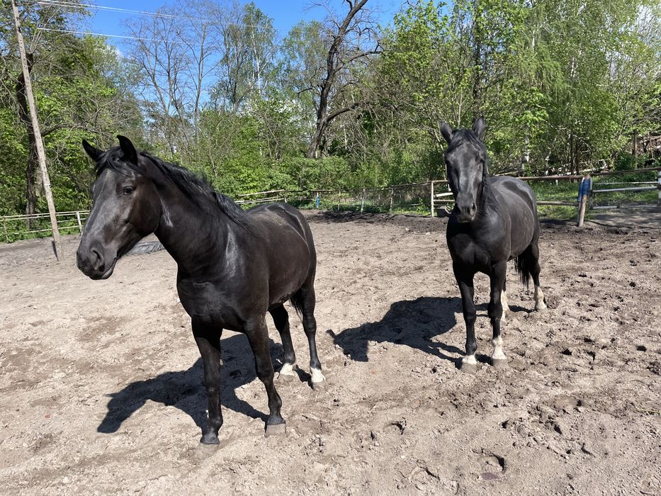 Sprzedam dwie klacze. Slaskie.