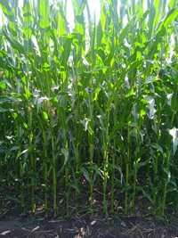 Kukurydza na pniu na kiszonkę biogazownia