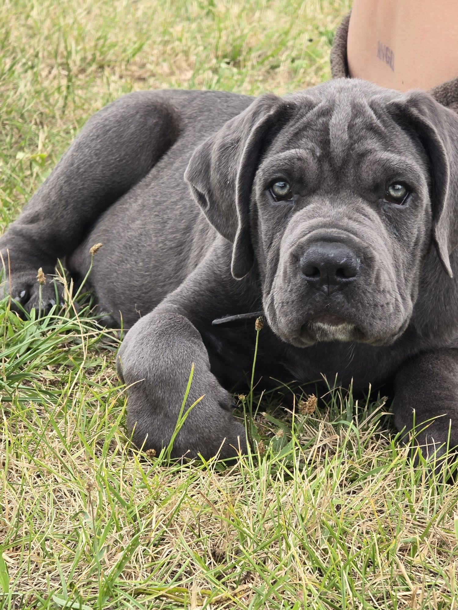 Cane Corso szczeniak suczka