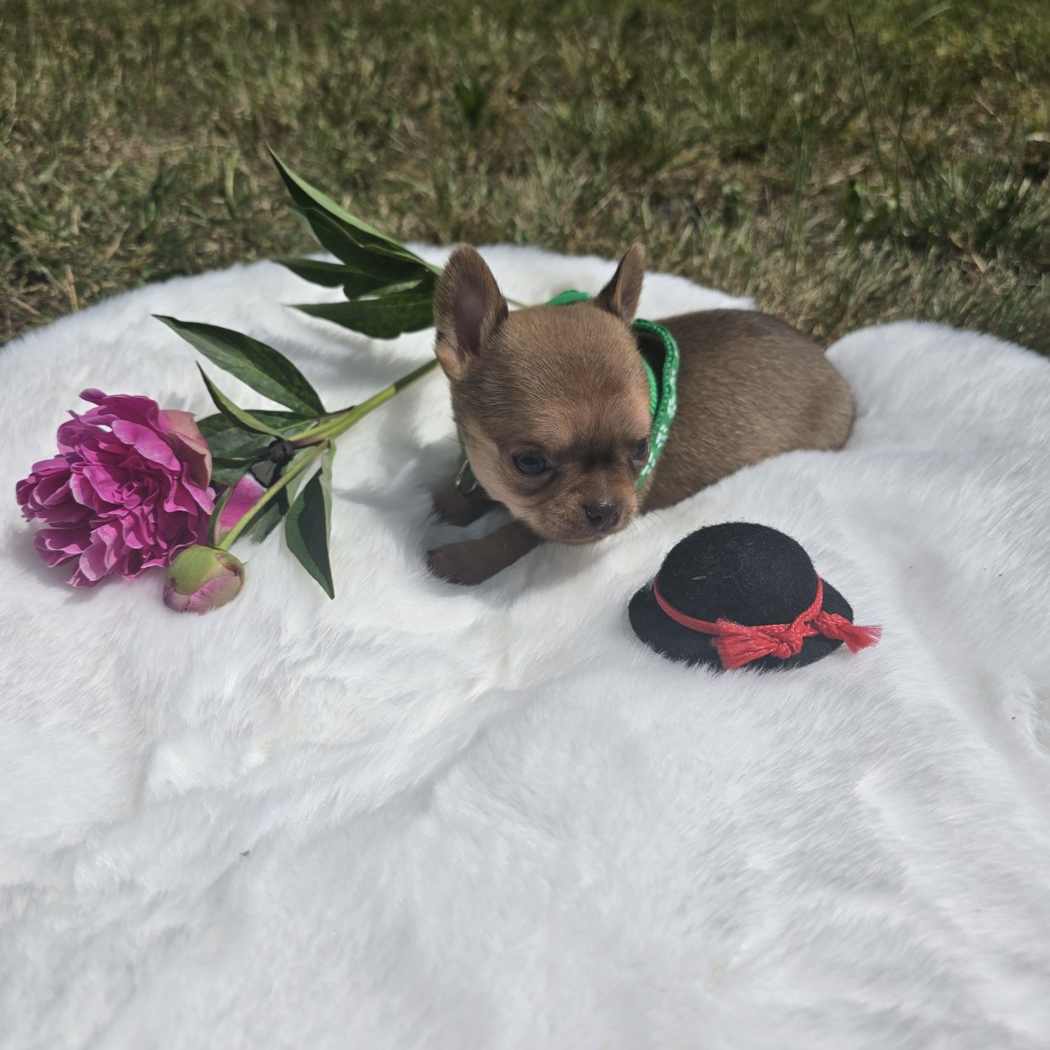 Chihuahua samiec 2
