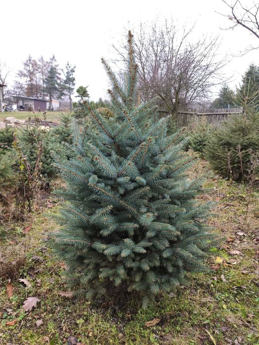 Choinki Świerk Jodła kaukaska z dowozem plantacja choinek