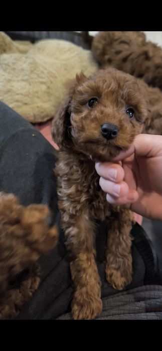 Pudel toy/mini , pudel red