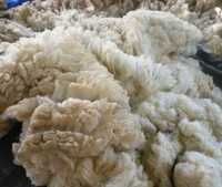 Lã de ovelha merino