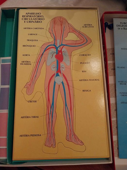 Jogo de tabuleiro, Anatomia, da Majora, 6-9 anos, 1-4 jogadores