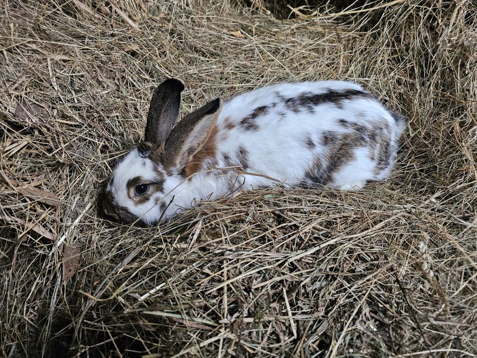 Kroliki srokacz z nowozelandzki