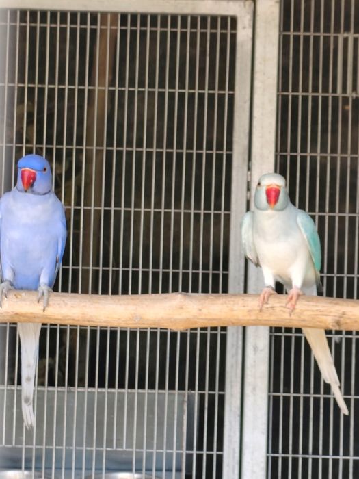 Casal de ring neck de 2024