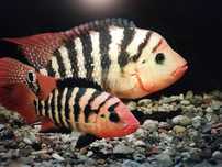 pielegnica festae red terror