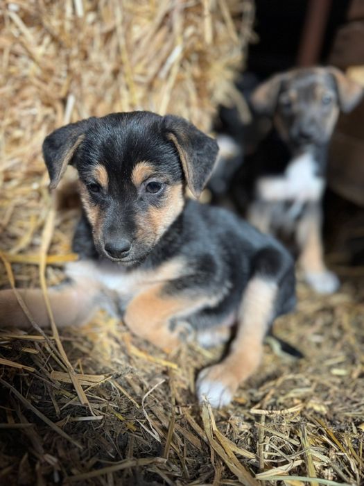Oddam szczeniaki w dobre ręce (pieski)