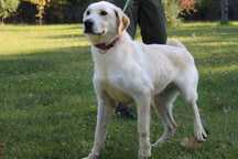 Labrador mix Ciastek Szuka domu -schronisko Bełchatów-aktualne