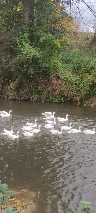 Sprzedam gęsi chów ekologiczny