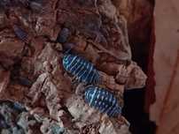 Isopods. "Bichos da conta".