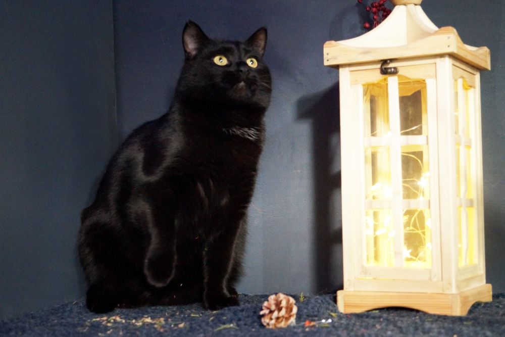 Гармонійна парочка котиків чекають на свою  родину