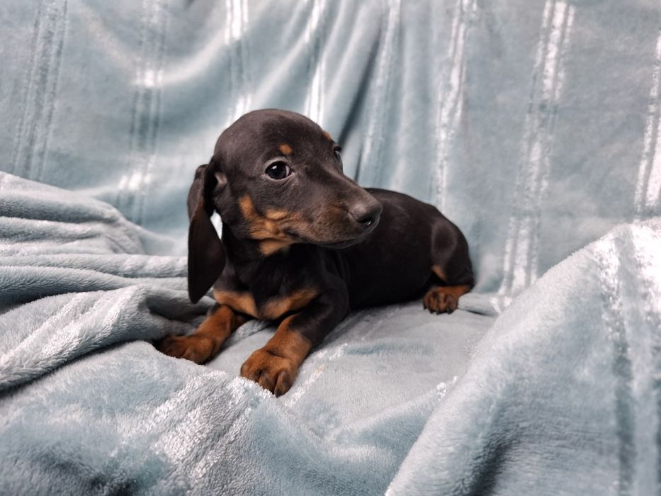 jamnik miniaturowy szczeniak czarno podpalany