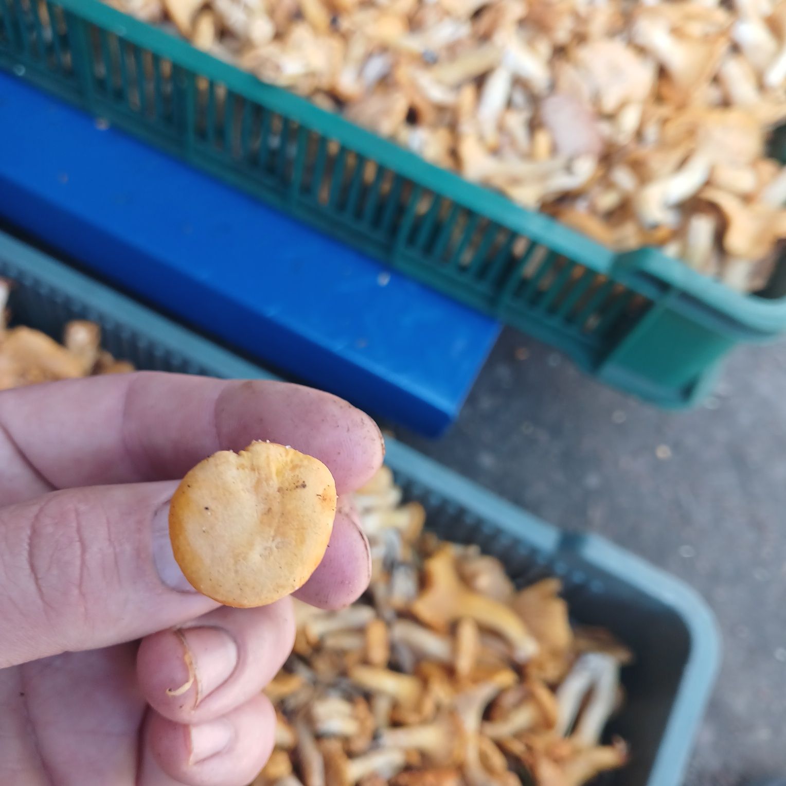 Продам свіжі лисички