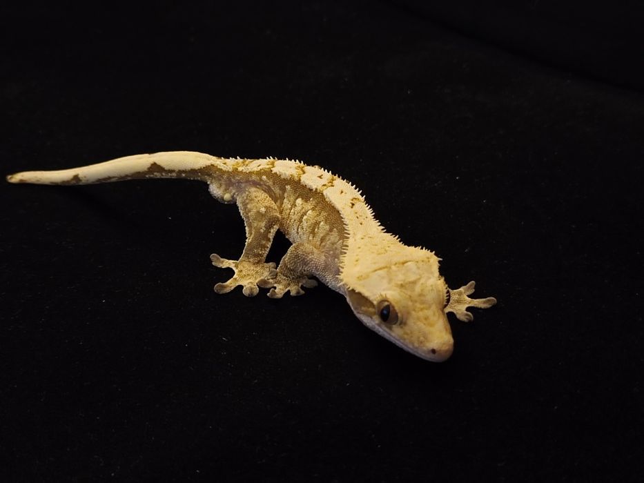 Gekon orzęsiony samiec Tricolor Harlequin