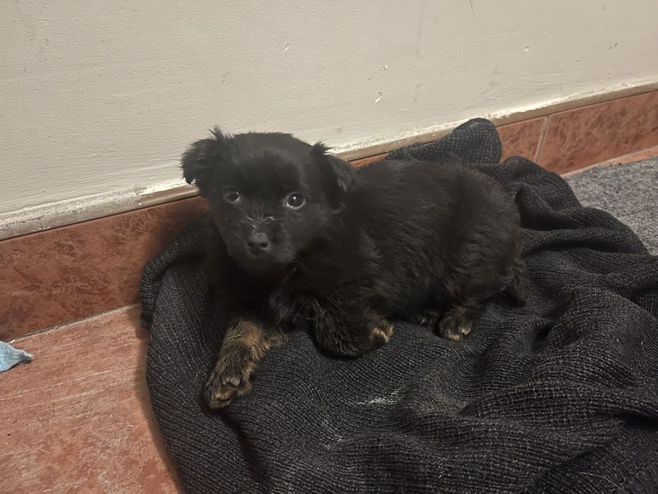 Oddam pieska za darmo