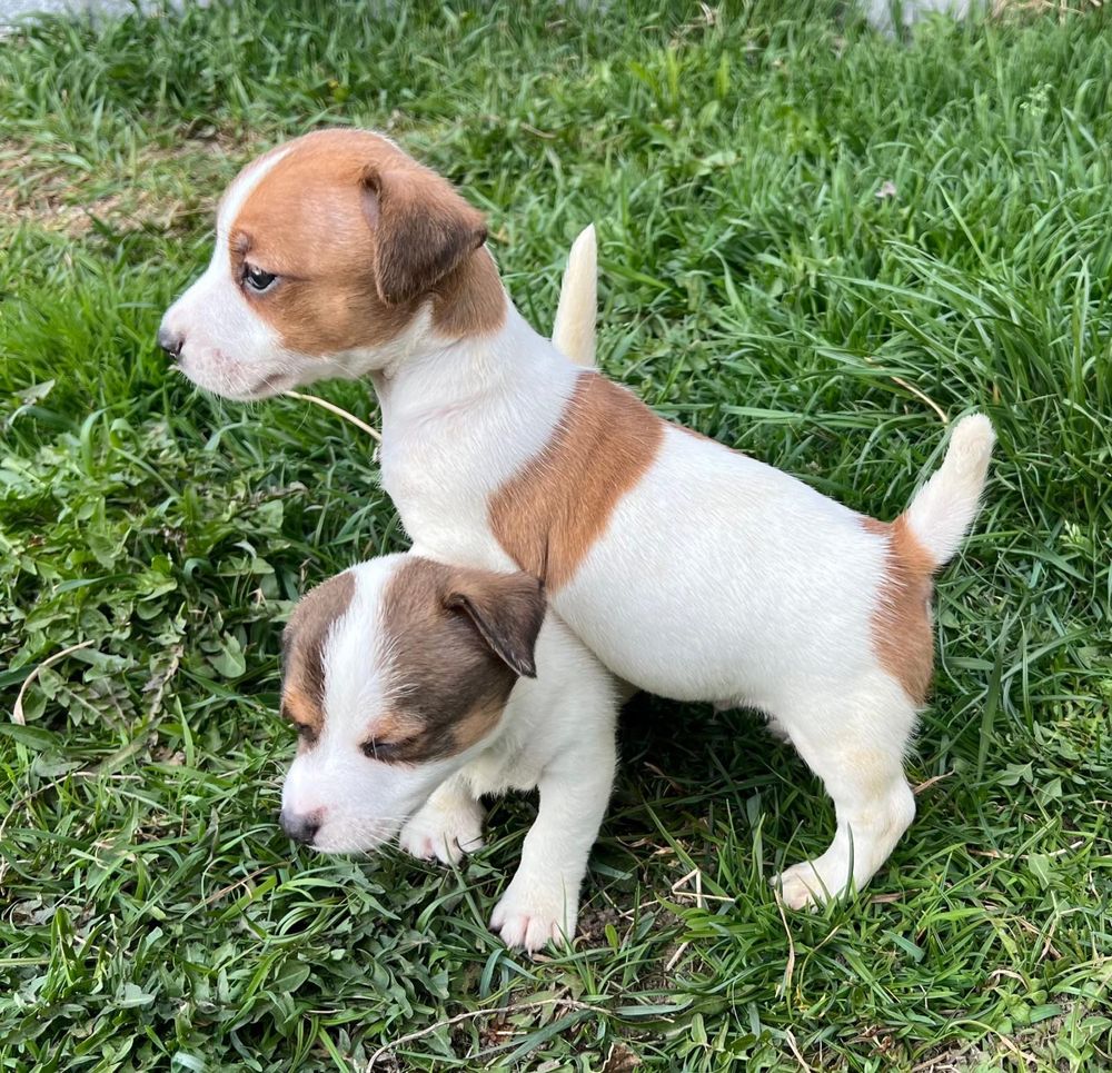 Sprzedam suczkę Jack Russell Terrier