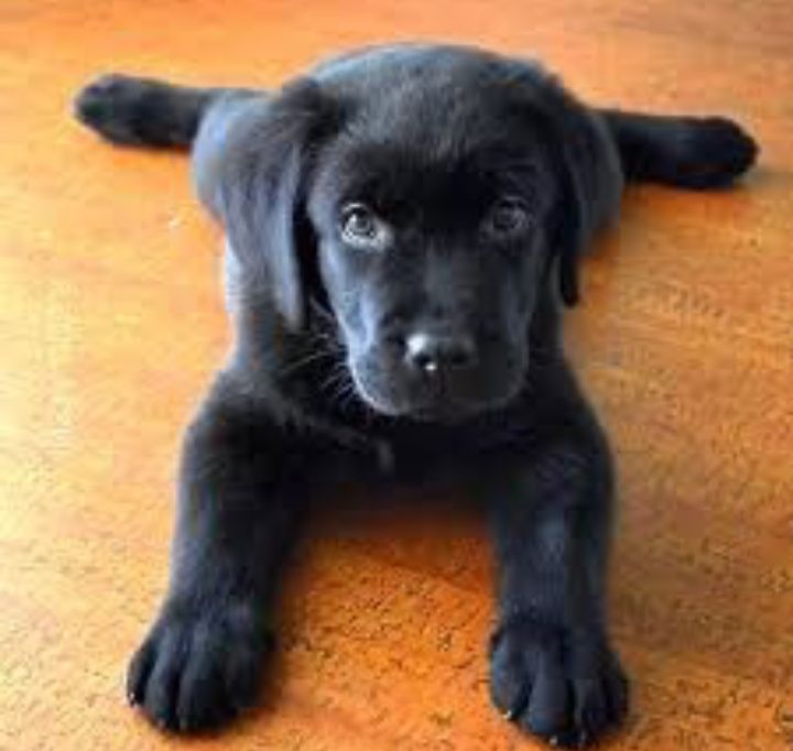 Шоколадный Лабрадор мальчики и девочки Палевый и Черный окрас