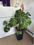Monstera w wysokiej doniczcce