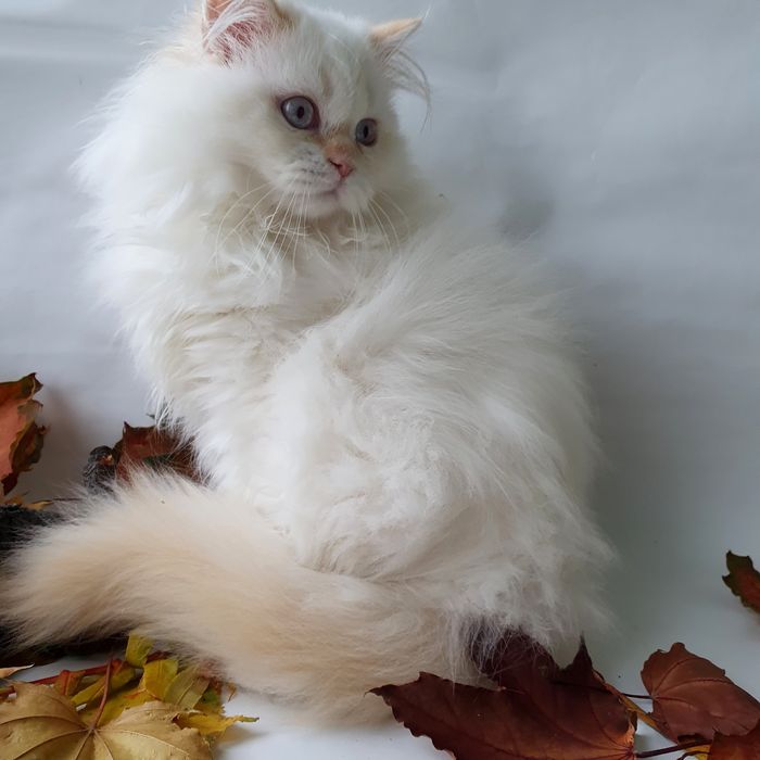 Чудовий котик з блакитними очима. Кращий друг дитині