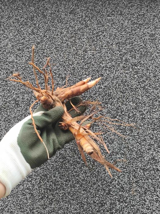 Miskant Olbrzymi sadzonki (15szt.)