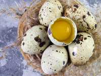Домашні перепелині яйця