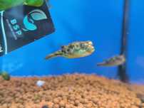 Baiacu Lineatus (Tetraodon Fahaka)