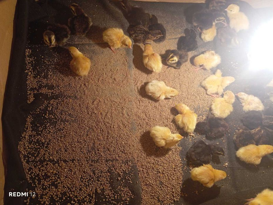 Перепелині яйця та живою вагою