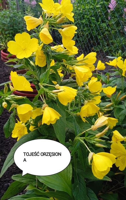 Sadzonki kwiatów wieloletnich i zimujacych