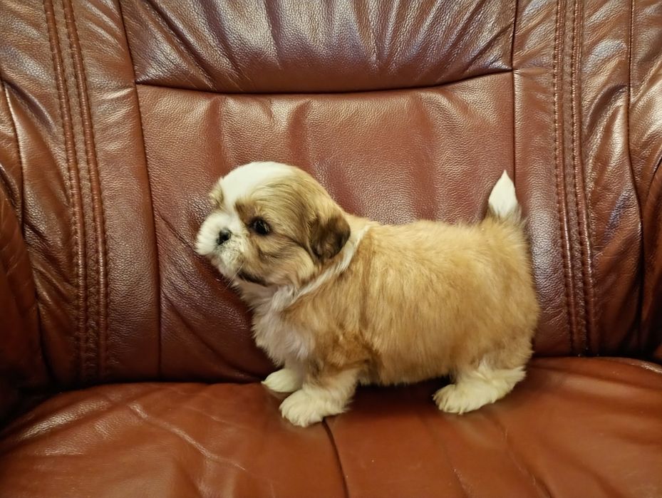 Shih tzu piesek z rodowodem