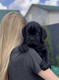 Мажорчики Cane corso-офіційного питомника щеночки