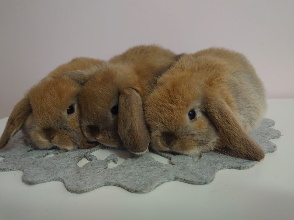 Króliki Mini -Lop